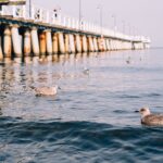 Mewy pływające przy słynnym molo w Gdyni nad Bałtykiem