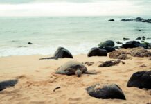Żółw morski odpoczywający na piasku na hawajskiej plaży