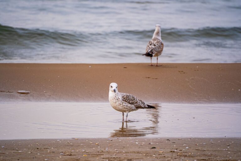 Dwie mewy stojące na piaszczystej plaży przy falach oceanu