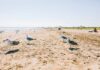 Mewy na plaży: dlaczego nie należy ich dokarmiać i czym grozi ten błąd Mewy na piaszczystej plaży pod bezchmurnym niebem