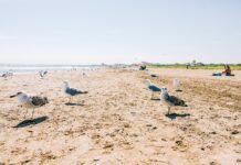 Mewy na piaszczystej plaży pod bezchmurnym niebem