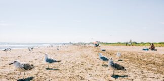 Mewy na piaszczystej plaży pod bezchmurnym niebem