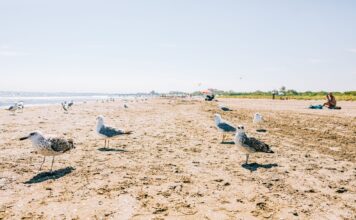 Mewy na piaszczystej plaży pod bezchmurnym niebem