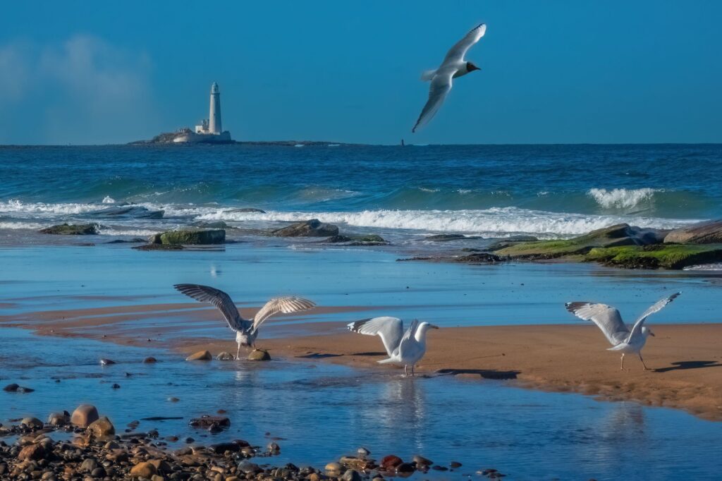 Mewy na piaszczystej plaży z latarnią morską w oddali