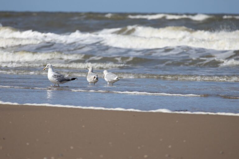 Mewy spacerujące po piaszczystej plaży przy brzegu morza