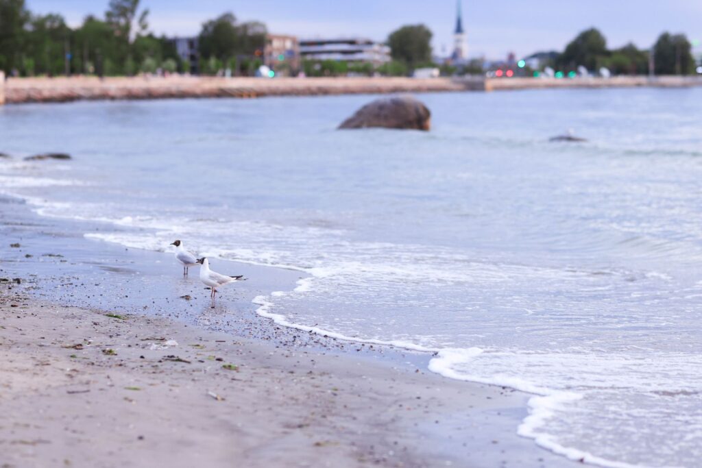 Mewy stojące przy łagodnych falach na spokojnej plaży